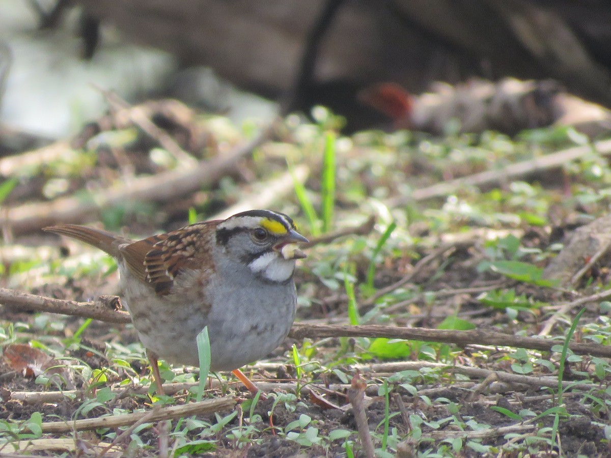 White-throated Sparrow - ML331829271