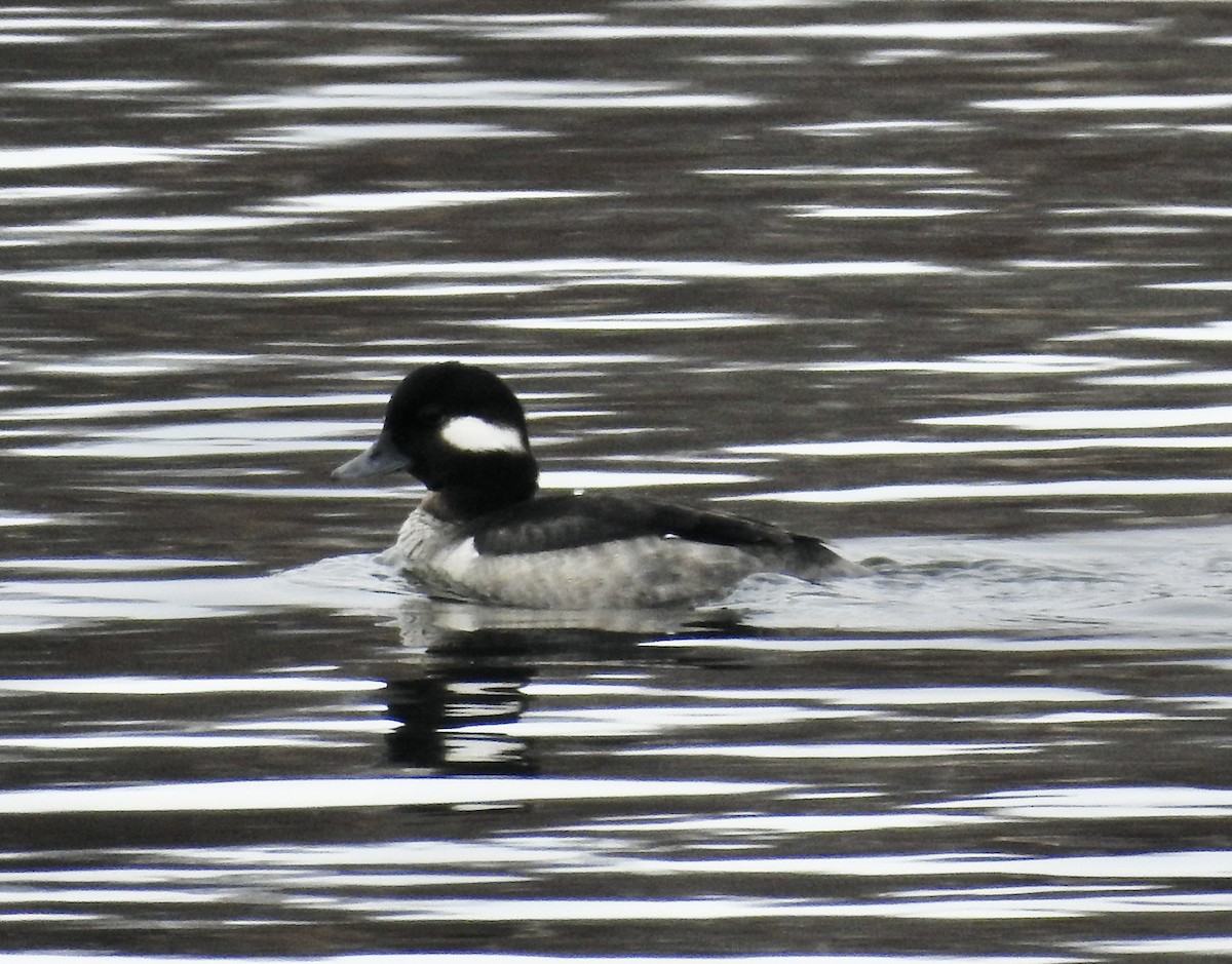 Bufflehead - Richard Lepage