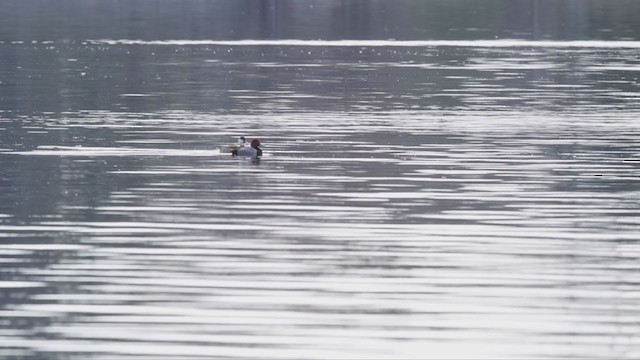 Red-crested Pochard - ML331829871