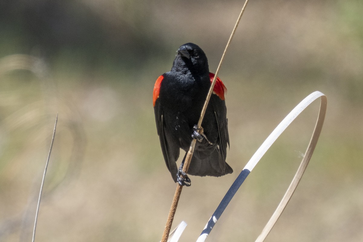 Red-winged Blackbird - ML331830561