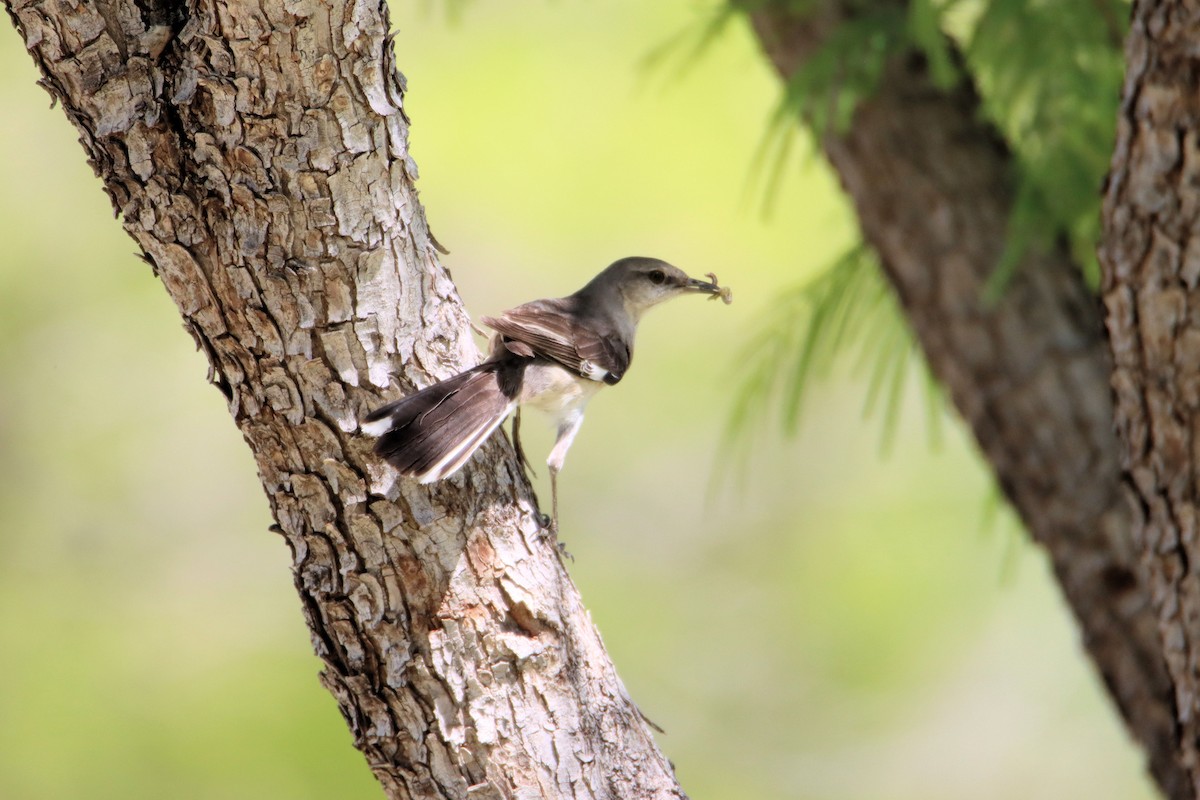 Northern Mockingbird - ML331833771