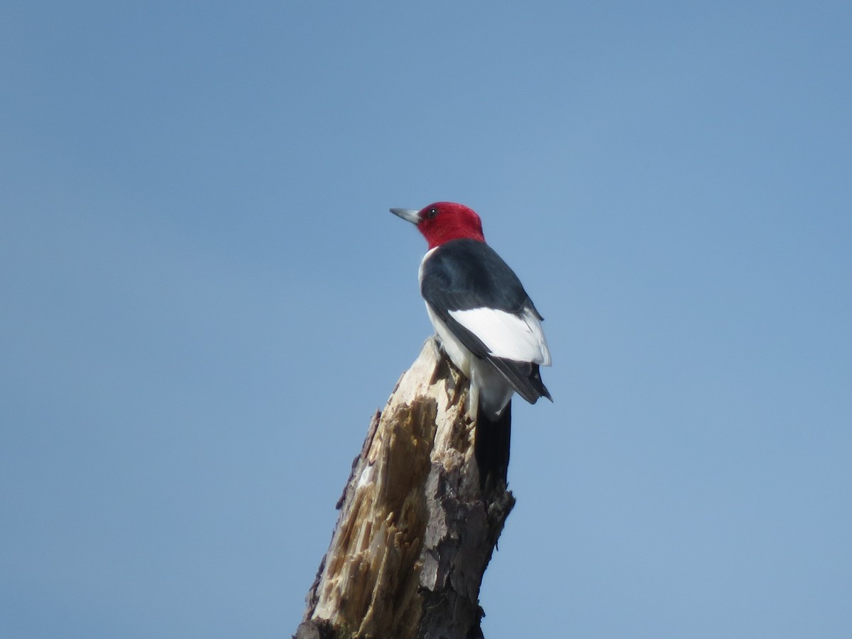 Red-headed Woodpecker - ML331833981