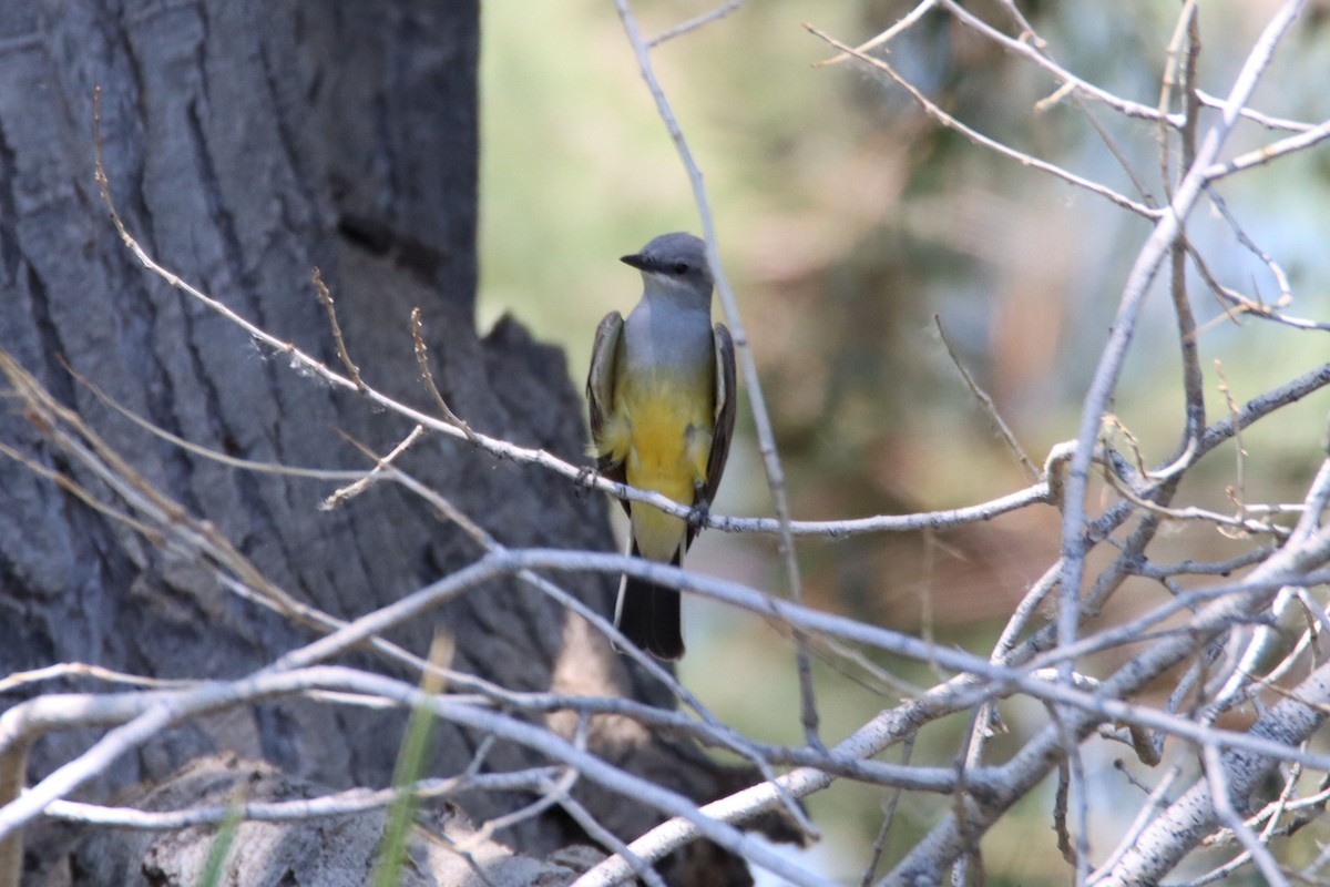 Western Kingbird - ML331834081