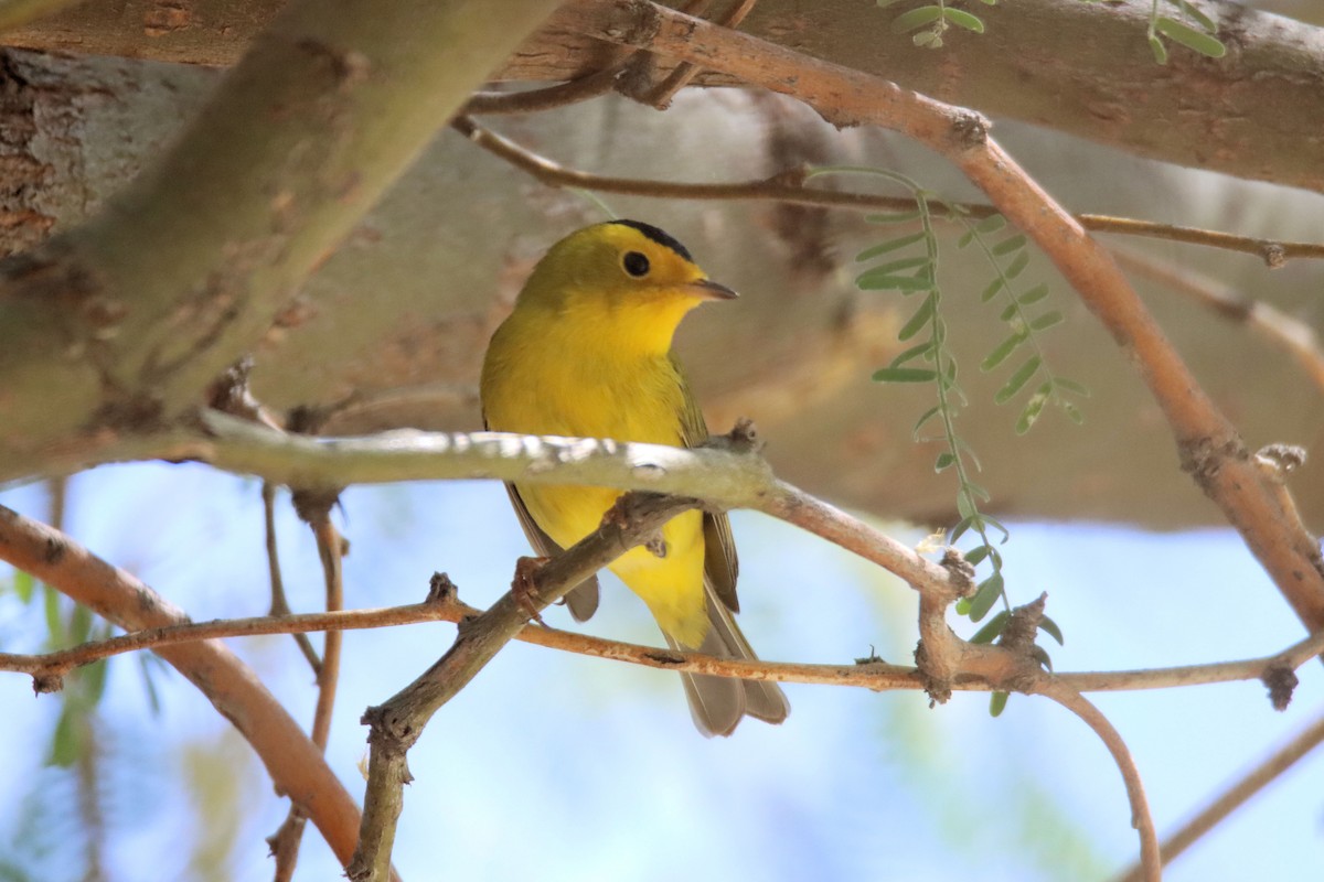 Wilson's Warbler - ML331834111