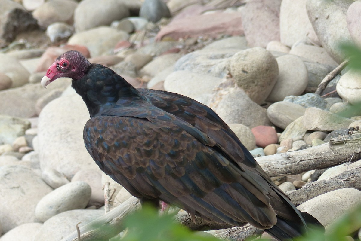 Turkey Vulture - Michael Emenaker