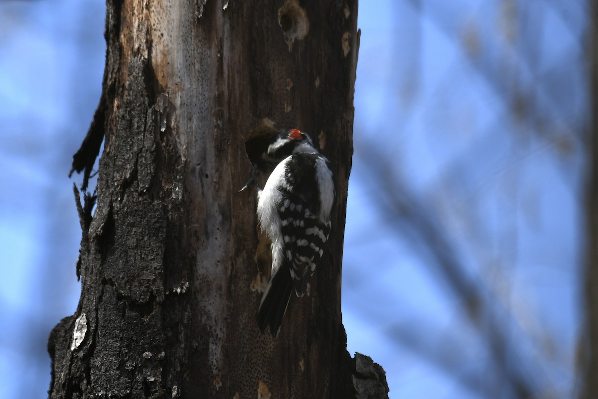 Hairy Woodpecker - ML331836151