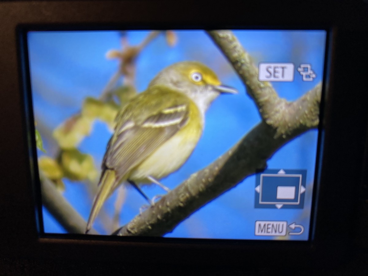 Weißaugenvireo - ML331836311