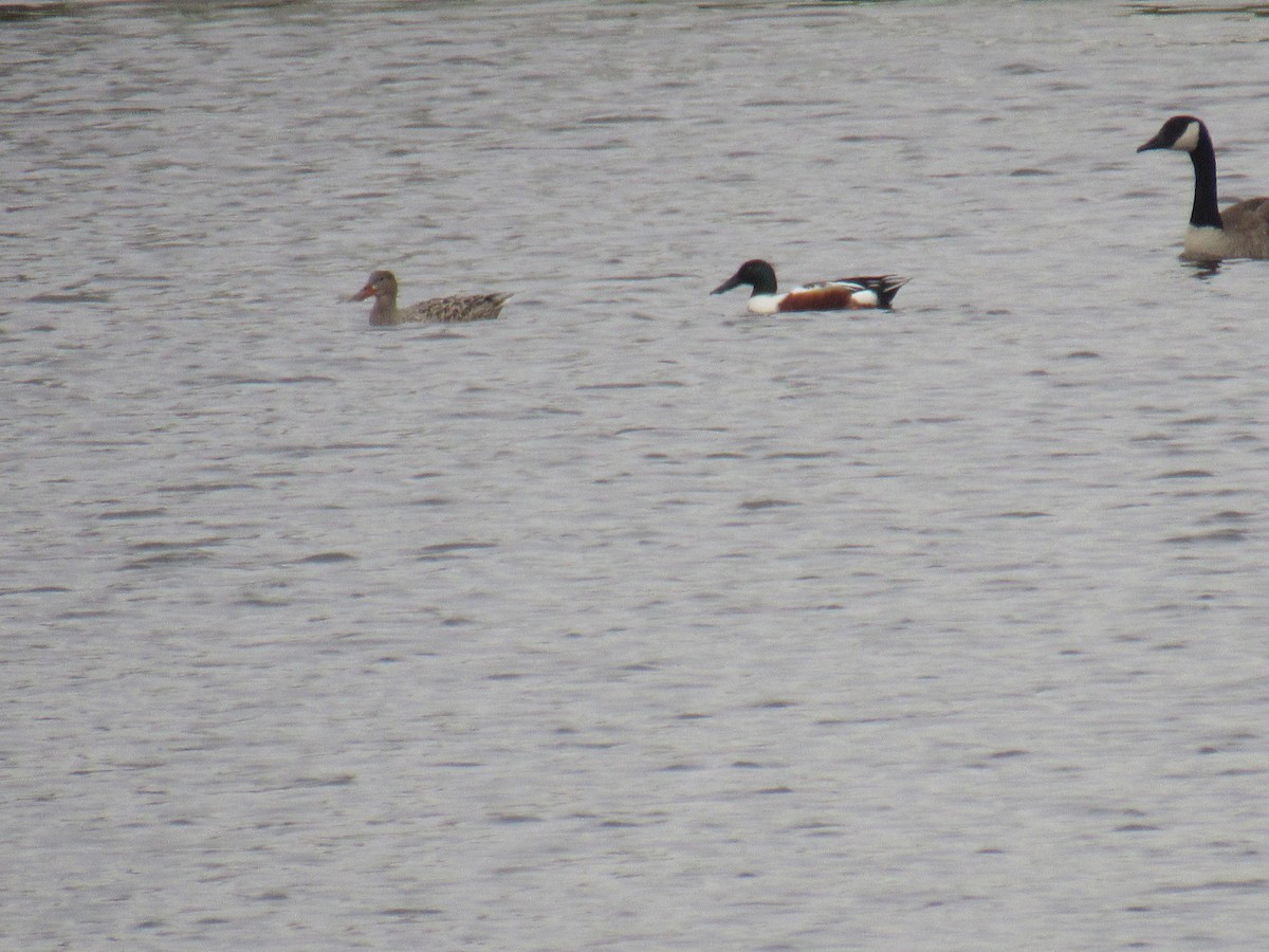 Northern Shoveler - ML331837161