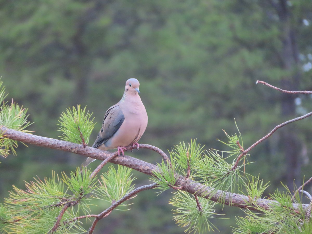 Зенаїда північна - ML331837251