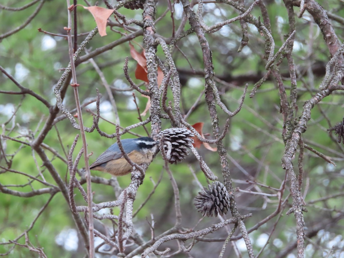 Red-breasted Nuthatch - ML331837311