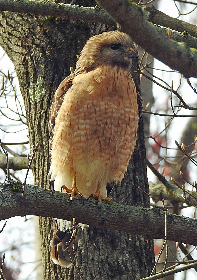 Red-shouldered Hawk - ML331839471