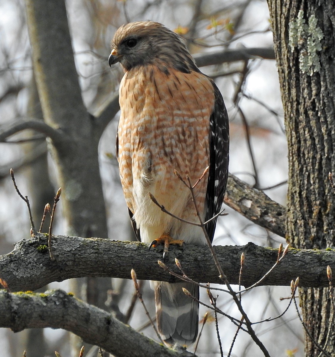 Red-shouldered Hawk - Aimee LaBarr