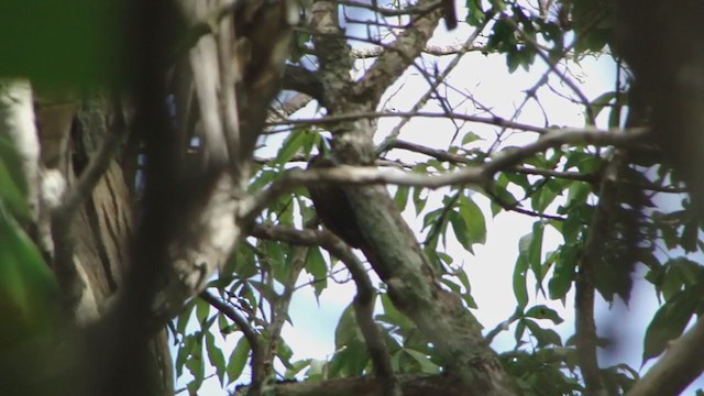 Straight-billed Woodcreeper - ML331840551