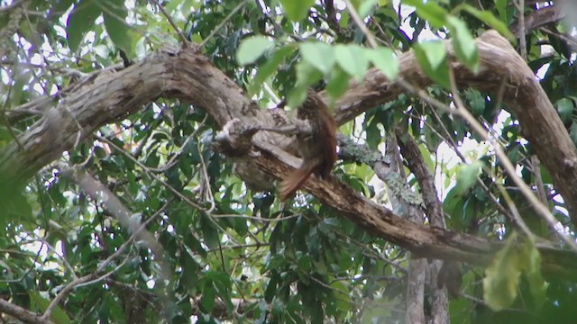 Straight-billed Woodcreeper - ML331840631