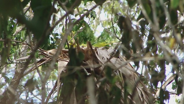 Straight-billed Woodcreeper - ML331840971