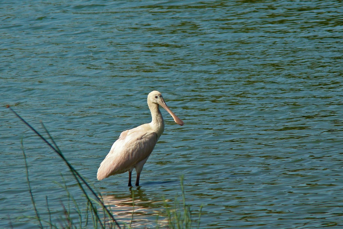 Roseate Spoonbill - ML331841011