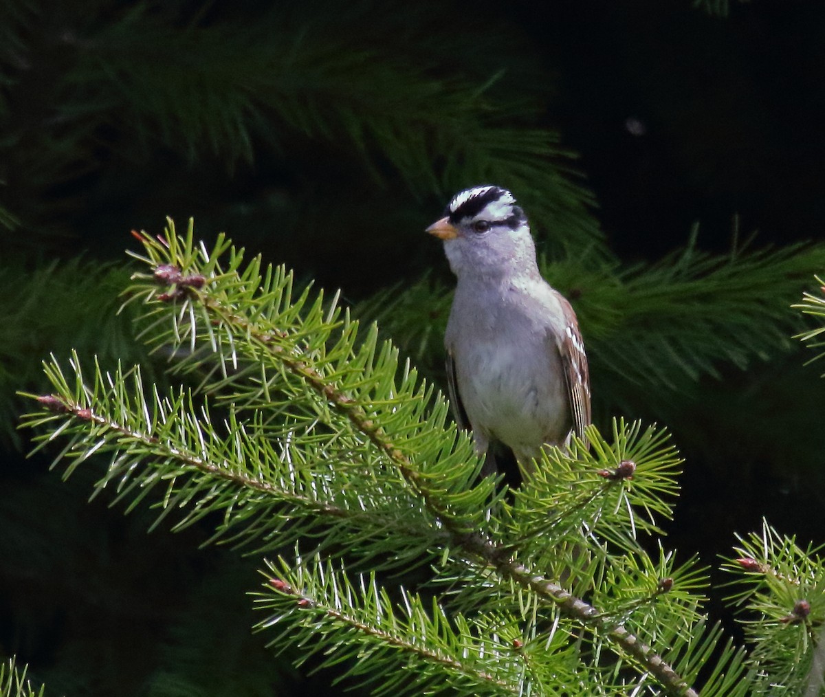 White-crowned Sparrow (pugetensis) - ML331841041