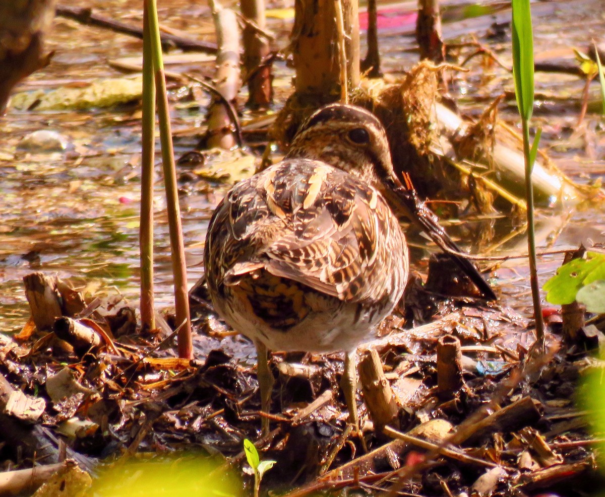 Wilson's Snipe - Randy Bumbury