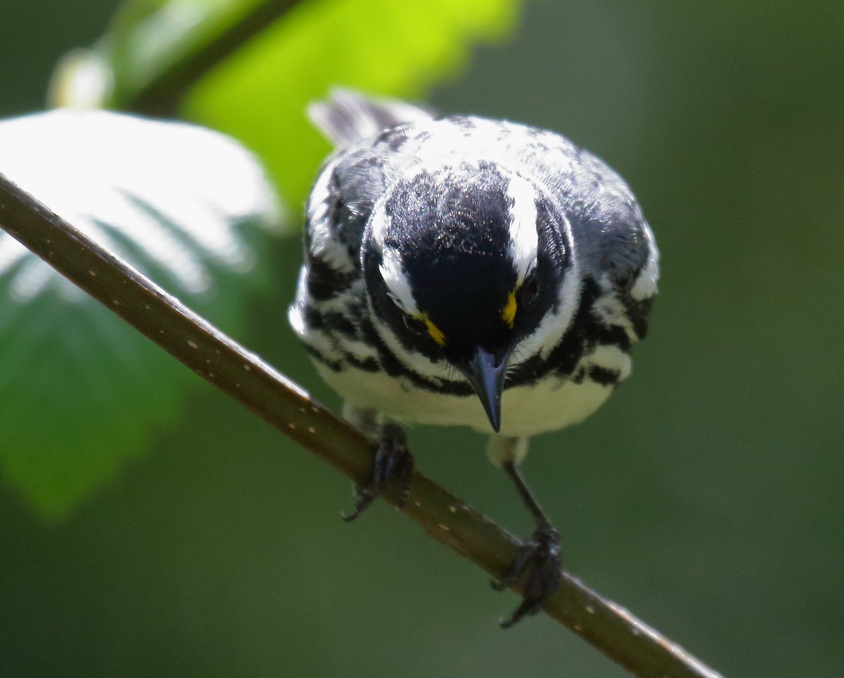 Black-throated Gray Warbler - ML331841831