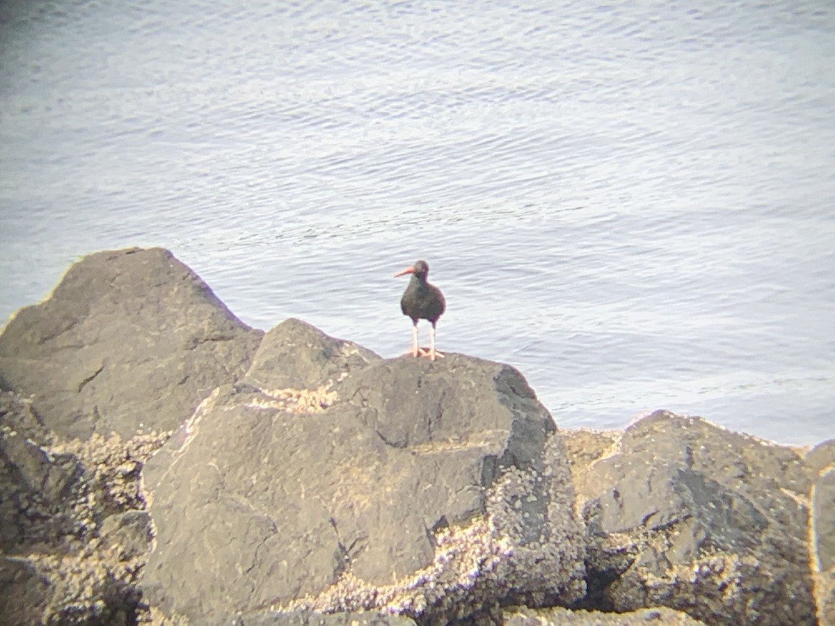 Black Oystercatcher - ML331843341