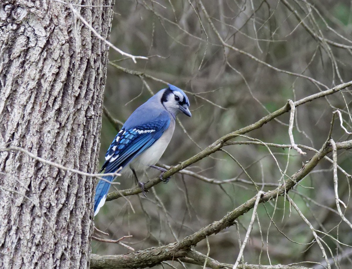 Blue Jay - ML331845031