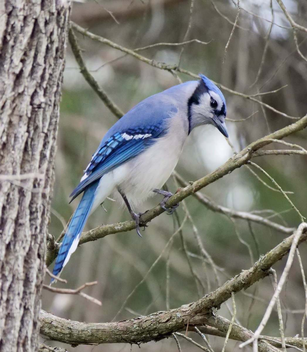 Blue Jay - Kristi DeCourcy