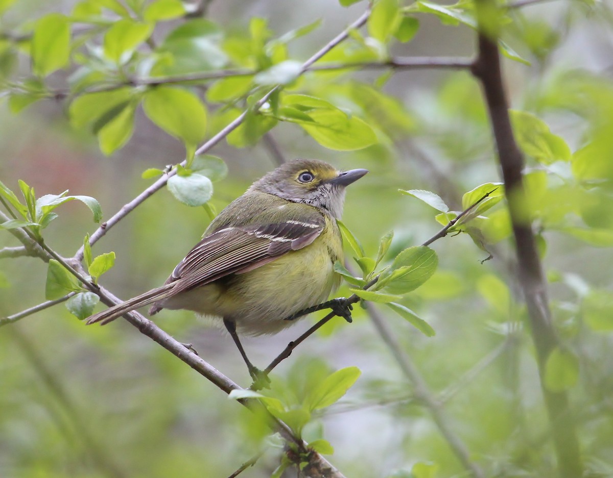 White-eyed Vireo - Steven Pitt