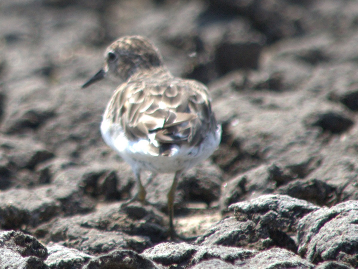 Least Sandpiper - ML33184961