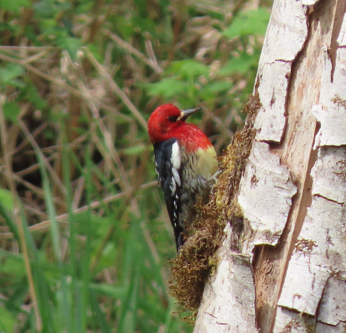 Red-breasted Sapsucker - ML331850451