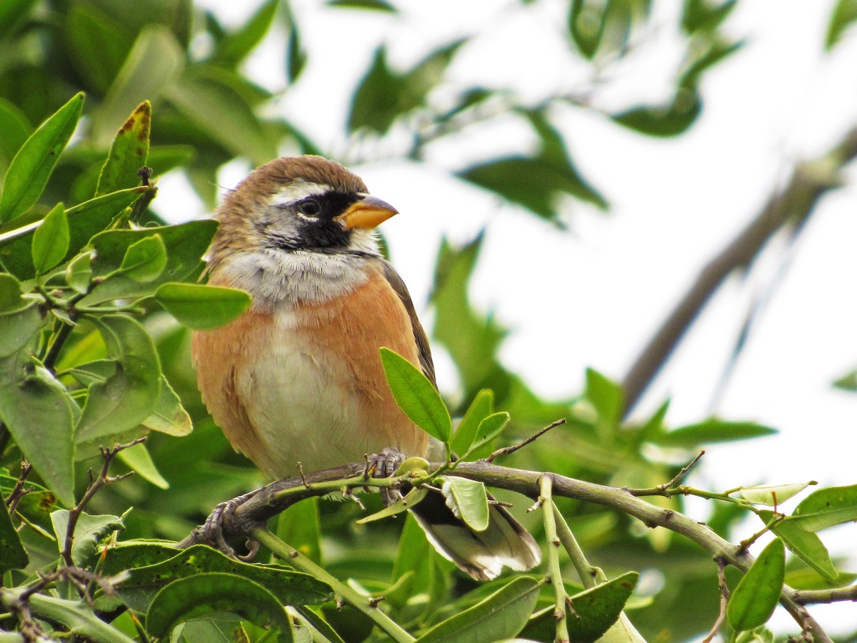 Many-colored Chaco Finch - Alasco López