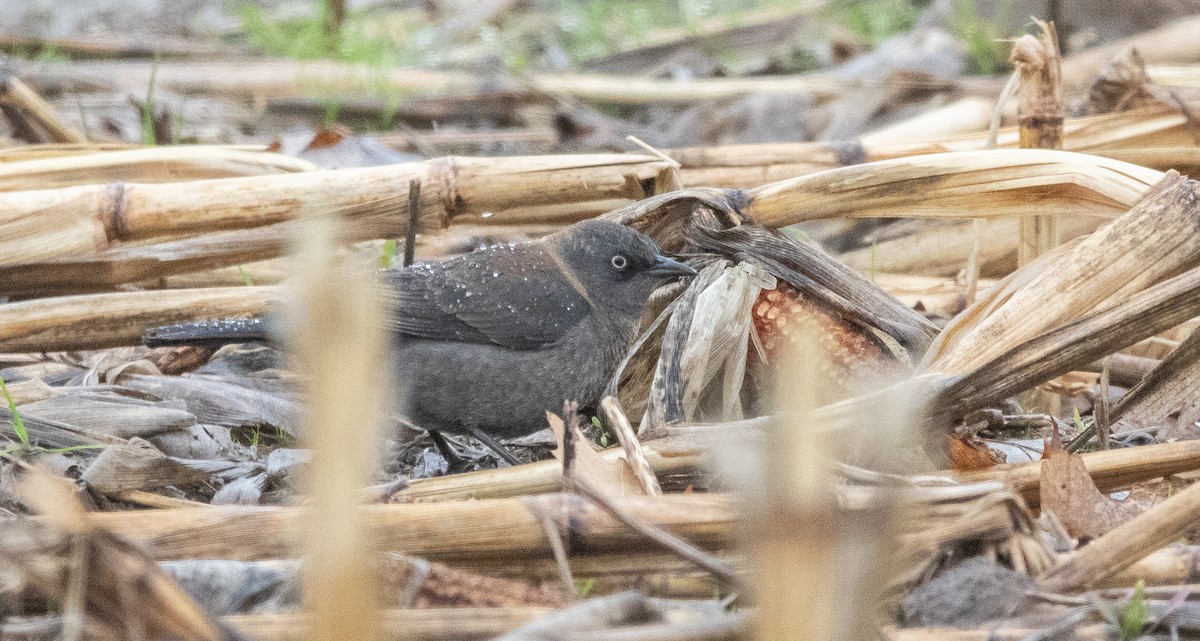 Rusty Blackbird - ML331851921