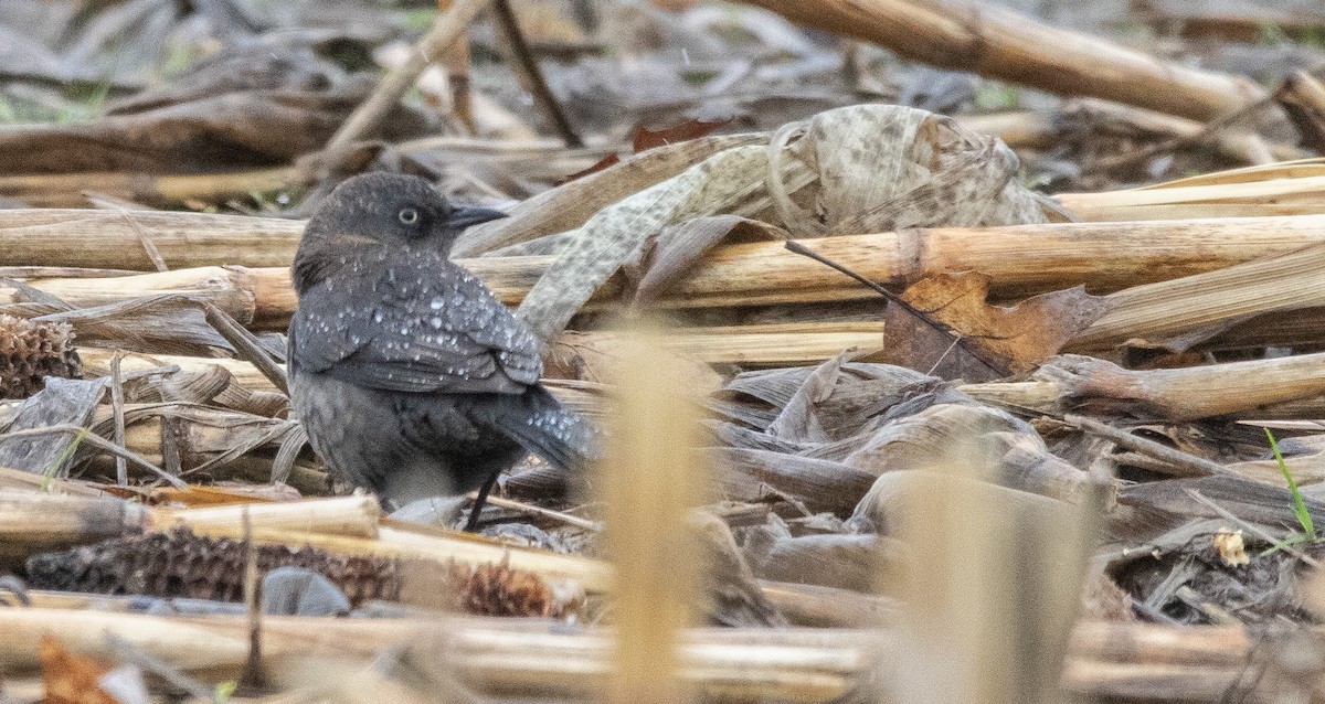 Rusty Blackbird - Joel Strong