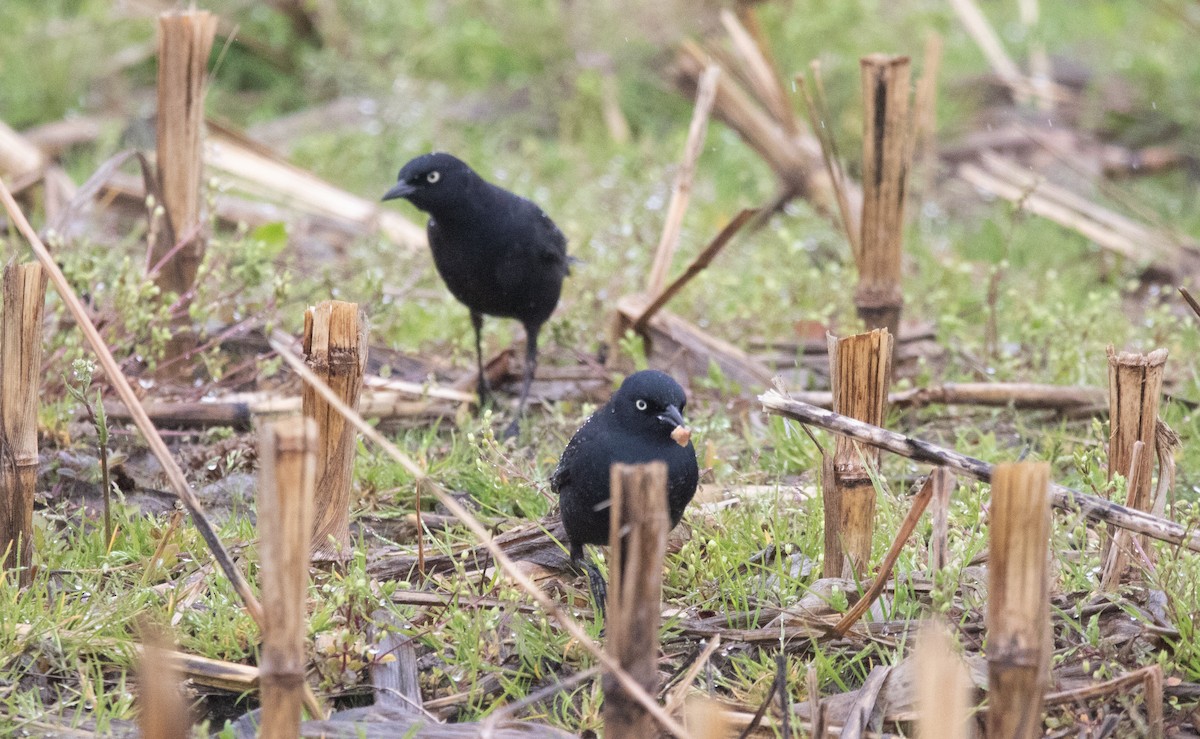 Rusty Blackbird - ML331852001