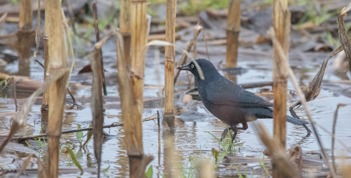 Rusty Blackbird - ML331852041