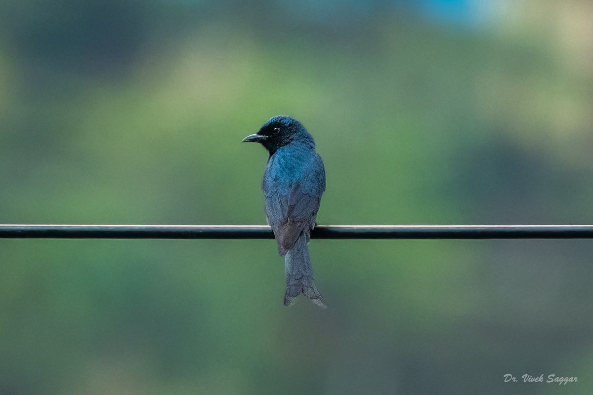 Ashy Drongo - Vivek Saggar