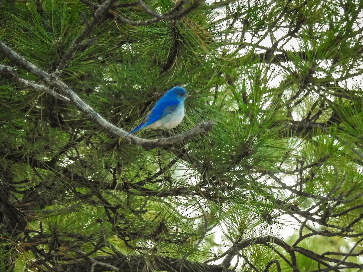 Mountain Bluebird - ML331853271