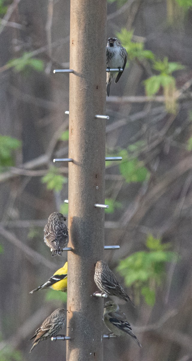 Common Redpoll - ML331853681