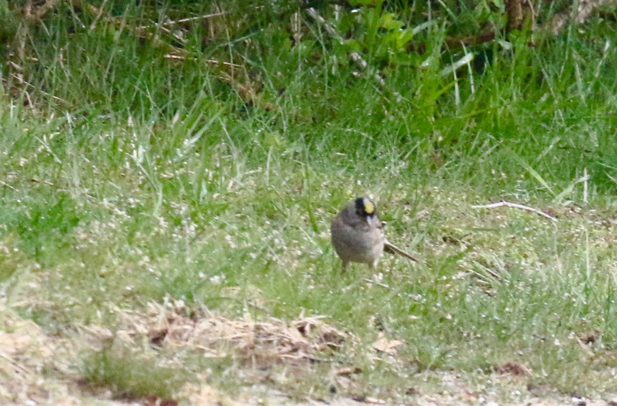 Golden-crowned Sparrow - maurice gilmore