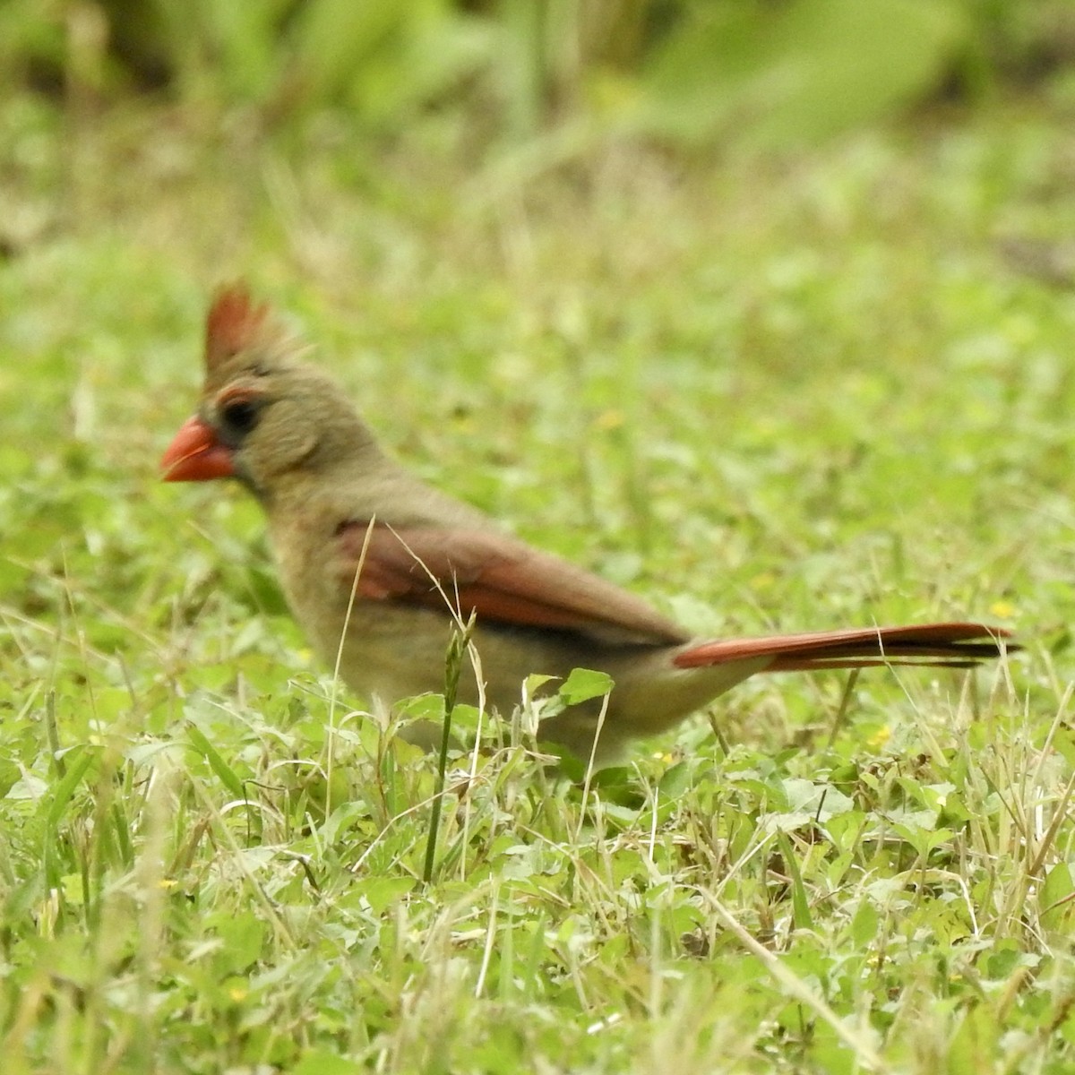 rødkardinal (cardinalis gr.) - ML331855771