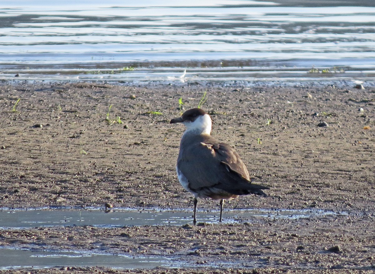 Parasitic Jaeger - Anonymous