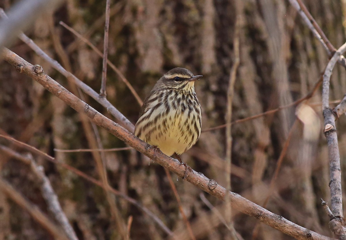 Northern Waterthrush - ML331856801