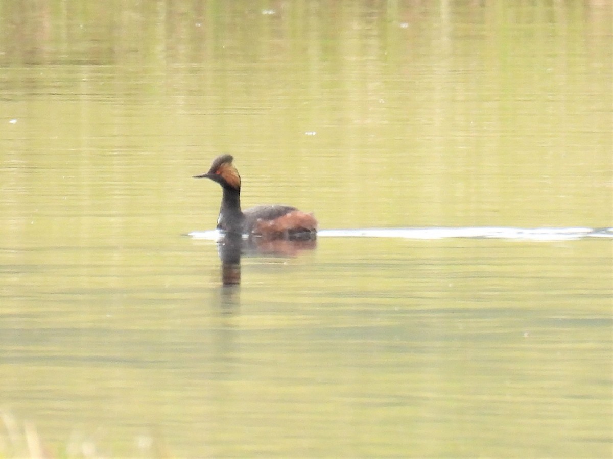 Eared Grebe - ML331856901