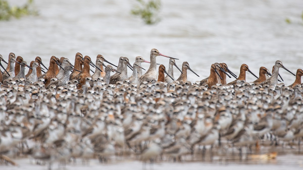 Asian Dowitcher - Ng SH