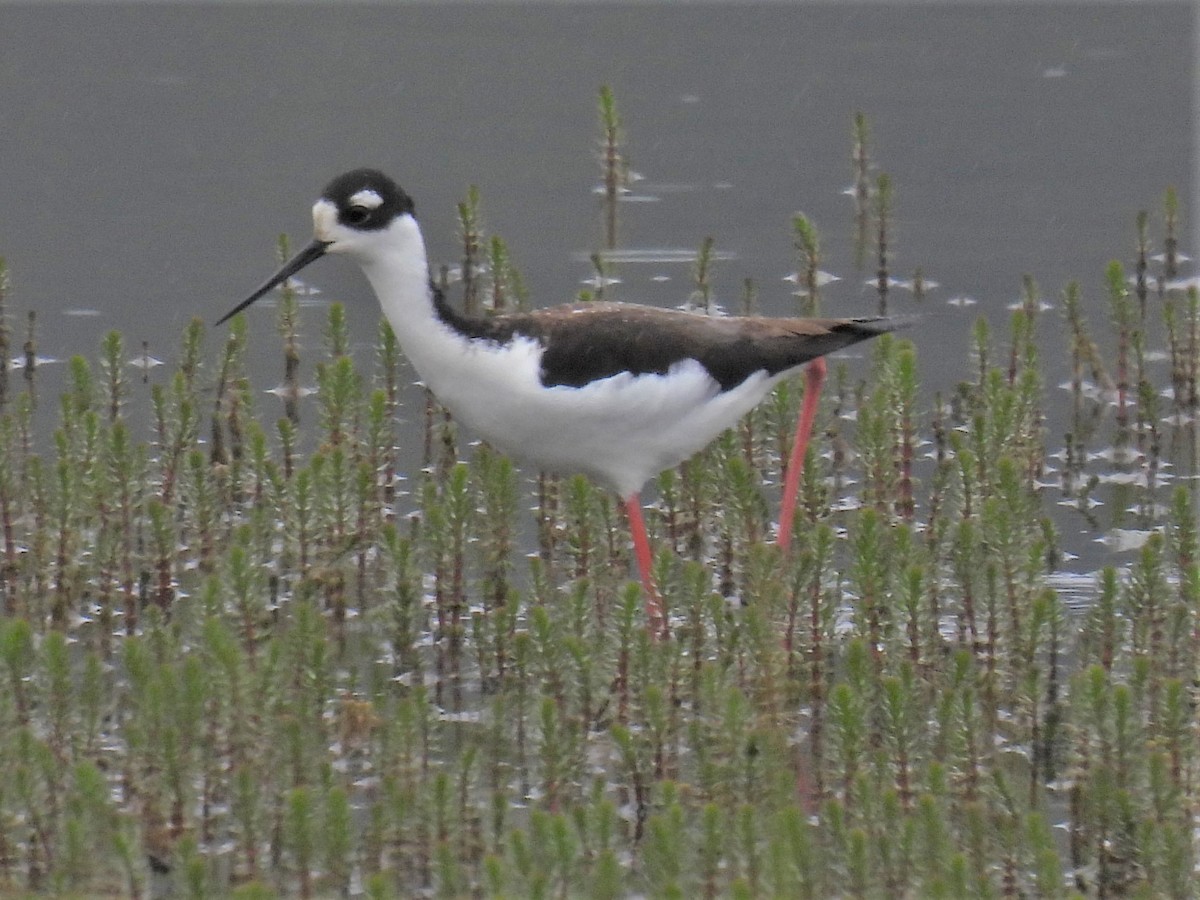 Black-necked Stilt (Black-necked) - ML331857371