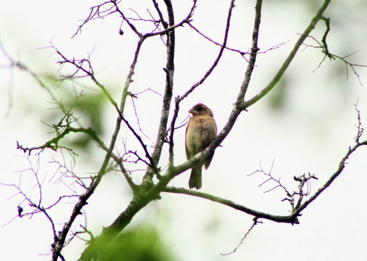 Blue Grosbeak - ML331858661