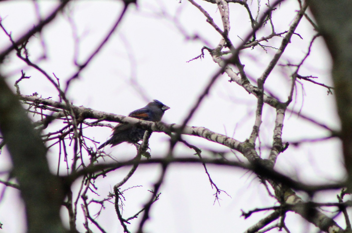 Blue Grosbeak - Ezekiel Dobson