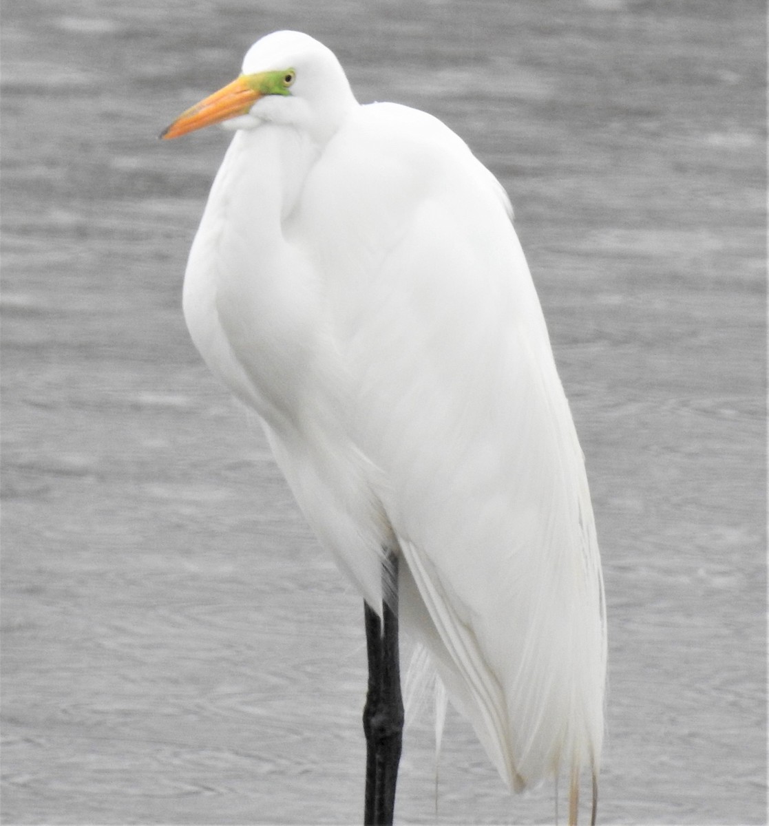 Great Egret - Lucio 'Luc' Fazio