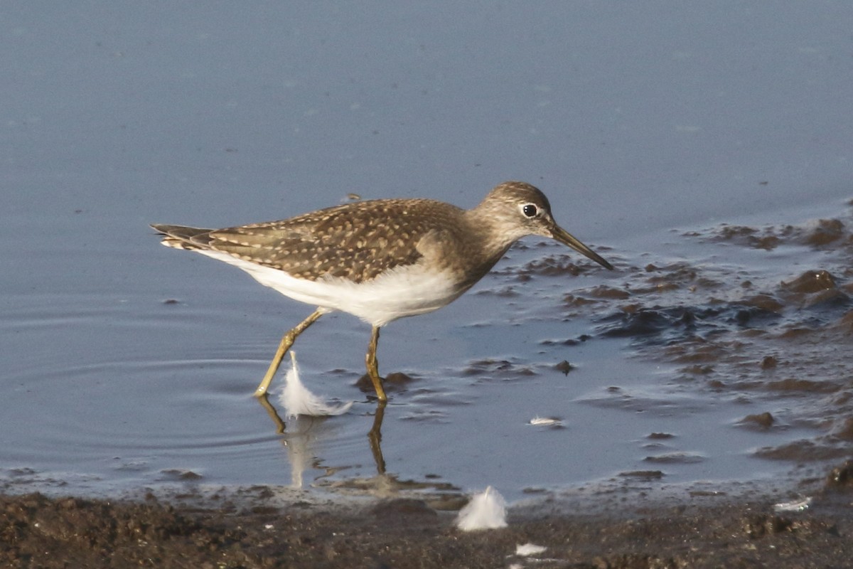 Solitary Sandpiper - ML33186021