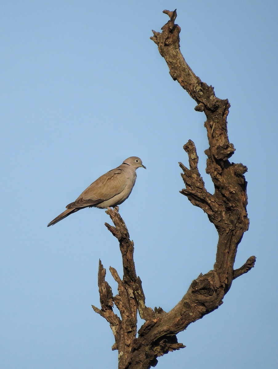 Eurasian Collared-Dove - R Thapar