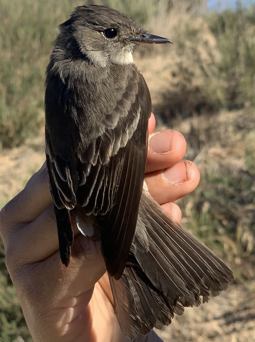 Western Wood-Pewee - ML331862231